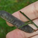 Cytisus scoparius (L.) LinkCytisus scoparius (L.) Link