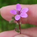 Erodium cicutarium (L.) L'Hér. ex Ait.Erodium cicutarium (L.) L'Hér. ex Ait.