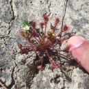 Drosera intermedia HayneDrosera intermedia Hayne