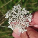 Daucus carota  L.Daucus carota  L.