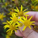 Jacobaea vulgaris Gaertn.Jacobaea vulgaris Gaertn.