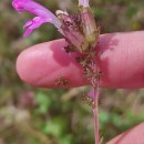 Pedicularis sylvatica  L.Pedicularis sylvatica  L.