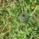 Cirsium vulgare (Savi) Ten.Cirsium vulgare (Savi) Ten.