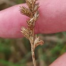 Carex leporina L.Carex leporina L.