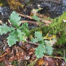 Quercus robur L.Quercus robur L.