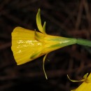 Narcissus sp. L.Narcissus sp. L.