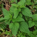 Urtica dioica L.Urtica dioica L.