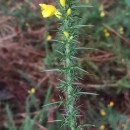 Ulex gallii Panch. subsp. breoganii (Castrov. & Valdés Berm.) Rivas Mart., T.E. Díaz, Fern. Prieto, Loidi & PenasUlex gallii Panch. subsp. breoganii (Castrov. & Valdés Berm.) Rivas Mart., T.E. Díaz, Fern. Prieto, Loidi & Penas