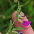 Vicia sativa L. subsp. nigra Ehrh.Vicia sativa L. subsp. nigra Ehrh.