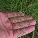 Foeniculum vulgare Mill.Foeniculum vulgare Mill.