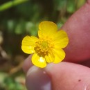Ranunculus bulbosus  L.Ranunculus bulbosus  L.