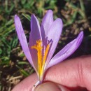 Crocus nudiflorus Sm.Crocus nudiflorus Sm.
