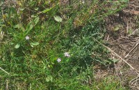 Spergularia capillacea (Kindb.) Willk.Spergularia capillacea (Kindb.) Willk.