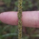 Sporobolus indicus (L.) R. Br.Sporobolus indicus (L.) R. Br.