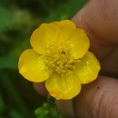 Ranunculus repens L.Ranunculus repens L.