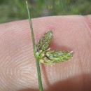 Isolepis setacea (L.) R.Br.Isolepis setacea (L.) R.Br.