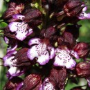 Orchis purpurea Huds.Orchis purpurea Huds.
