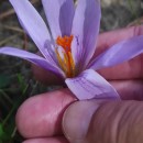 Crocus serotinus  Salisb.Crocus serotinus  Salisb.