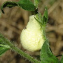 Identifícalas