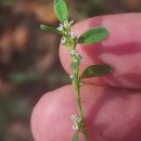 Polygonum aviculare L. subsp. rurivagum (Boreau) BerherPolygonum aviculare L. subsp. rurivagum (Boreau) Berher