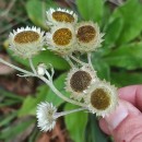 Helichrysum foetidum (L.) Cass.Helichrysum foetidum (L.) Cass.