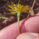 Leontodon saxatilis Lam.Leontodon saxatilis Lam.