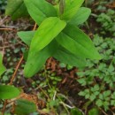 Hypericum androsaemum L.Hypericum androsaemum L.