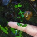 Hypericum pulchrum L.Hypericum pulchrum L.
