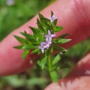 Sherardia arvensis L.Sherardia arvensis L.