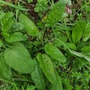 Scrophularia auriculata L.Scrophularia auriculata L.