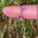 Anarrhinum bellidifolium (L.) Willd.Anarrhinum bellidifolium (L.) Willd.