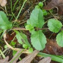 Veronica officinalis L.Veronica officinalis L.