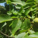 Juglans regia L.Juglans regia L.