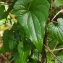 Dioscorea communis (L.) Caddick & WilkinDioscorea communis (L.) Caddick & Wilkin
