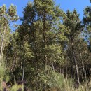 Quercus suber L.Quercus suber L.