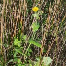 Sonchus oleraceus L.Sonchus oleraceus L.