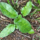 Scrophularia auriculata L.Scrophularia auriculata L.