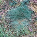 Agrostis curtisii KerguélenAgrostis curtisii Kerguélen