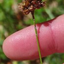 Luzula campestris (L.) DC.Luzula campestris (L.) DC.