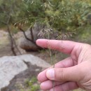 Eragrostis pilosa (L.) P. Beauv.Eragrostis pilosa (L.) P. Beauv.