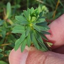 Euphorbia portlandica L.Euphorbia portlandica L.