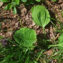 Plantago major  L.Plantago major  L.