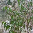 Eucalyptus nitens (H. Deane & Maiden) MaidenEucalyptus nitens (H. Deane & Maiden) Maiden