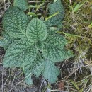 Pulicaria odora (L.) Reichenb.Pulicaria odora (L.) Reichenb.