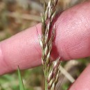 Arrhenatherum longifolium (Thore) DulacArrhenatherum longifolium (Thore) Dulac