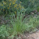 Cortaderia selloana (Schult. & Schult. fil) Asch. & Graebn.Cortaderia selloana (Schult. & Schult. fil) Asch. & Graebn.