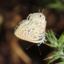 Leptotes pirithous (Linnaeus, 1767)Leptotes pirithous (Linnaeus, 1767)