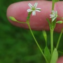 Stellaria alsine GrimmStellaria alsine Grimm