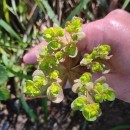 Euphorbia helioscopia  L.Euphorbia helioscopia  L.