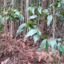 Eucalyptus obliqua L'Hér.Eucalyptus obliqua L'Hér.